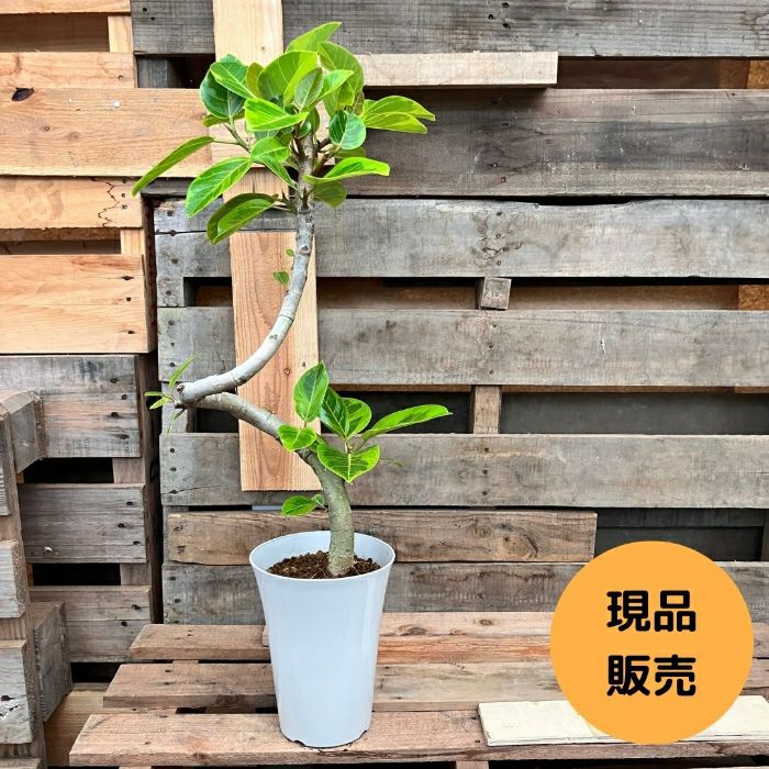 観葉植物現品販売