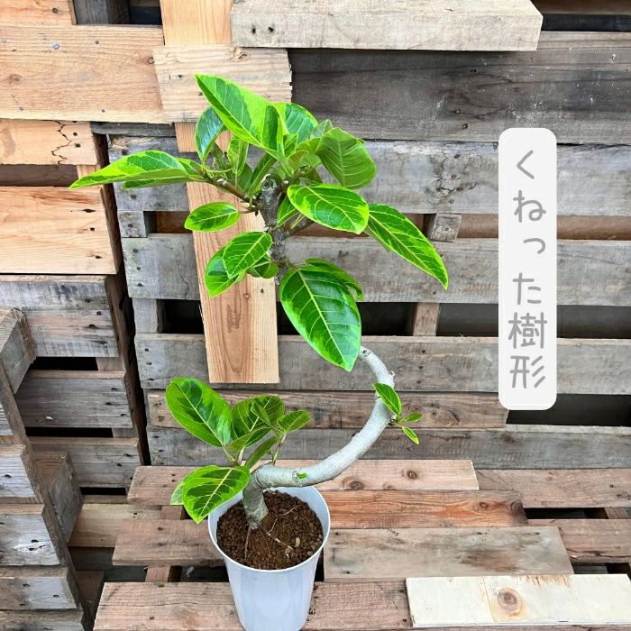 観葉植物現品販売