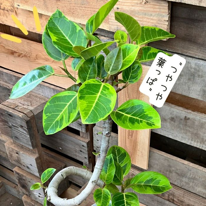 観葉植物現品販売