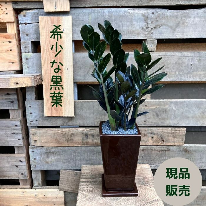 観葉植物現品販売