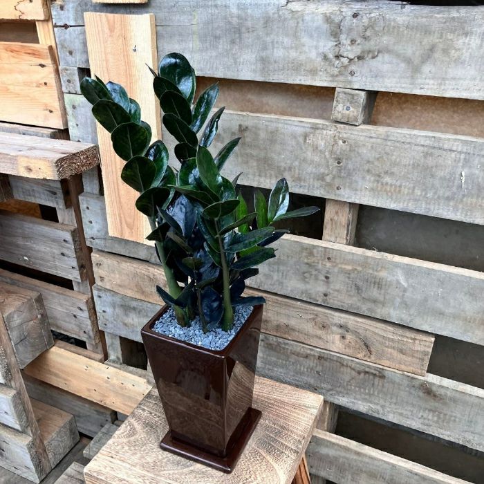 観葉植物現品販売