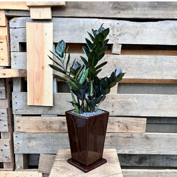 観葉植物現品販売