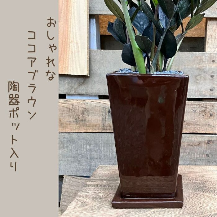 観葉植物現品販売