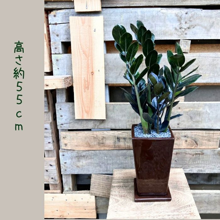 観葉植物現品販売