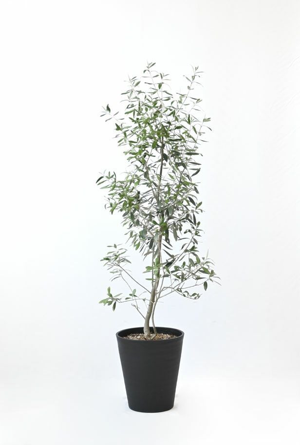 オリーブ セラアート鉢 8号鉢 【屋外用】 観葉植物 本物