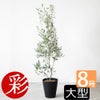 オリーブ セラアート鉢 8号鉢 【屋外用】 観葉植物