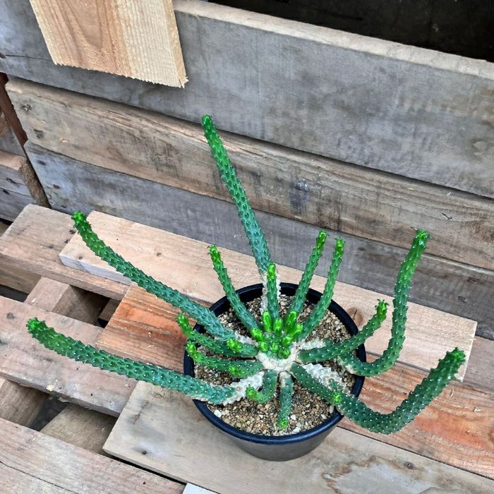 観葉植物現品販売