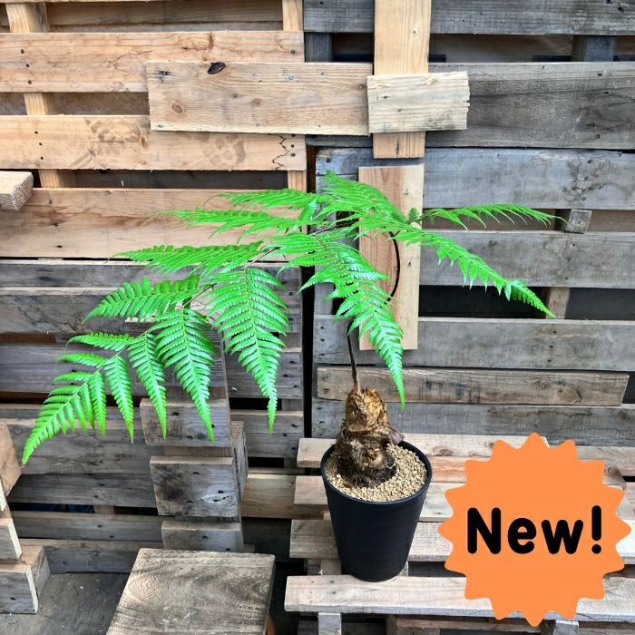 観葉植物 希少【現品】タカワラビ(キンモウコウ) 000746