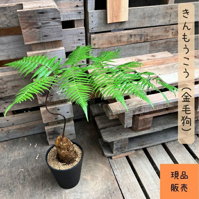 観葉植物現品販売