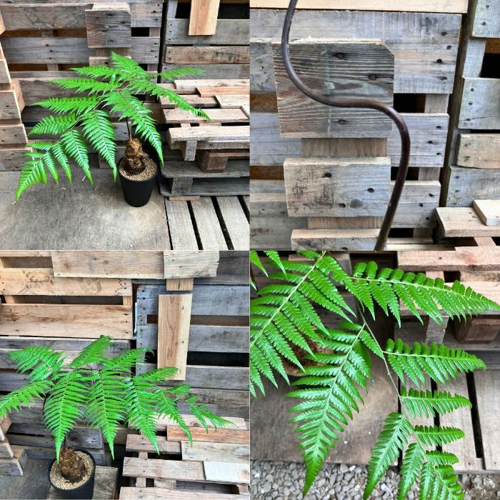 観葉植物現品販売