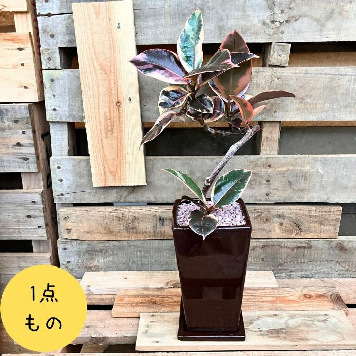 観葉植物現品販売