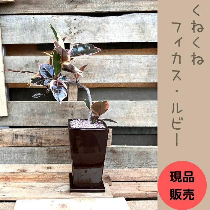 観葉植物現品販売