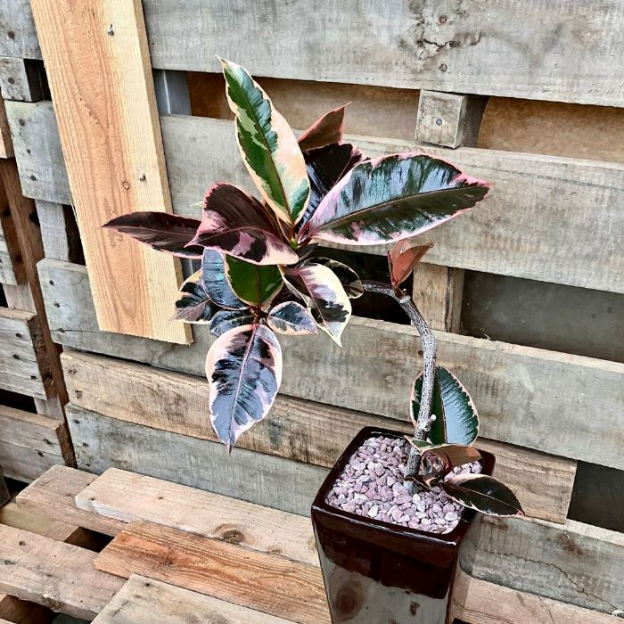 観葉植物現品販売