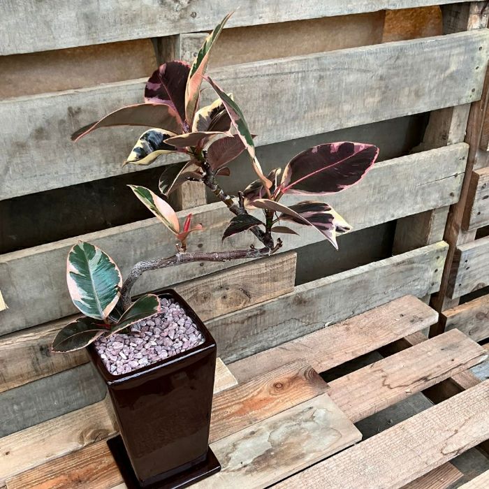 観葉植物現品販売