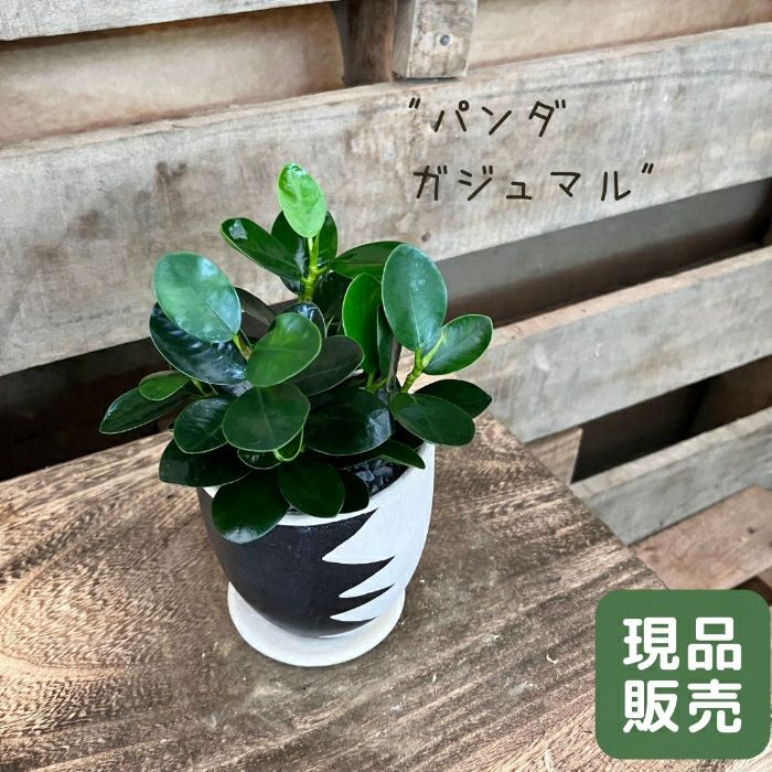 観葉植物現品販売