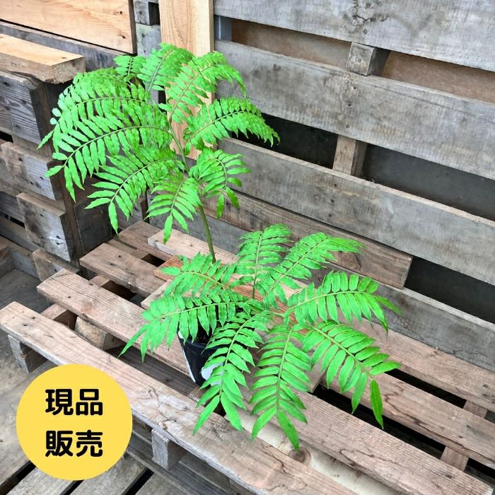 観葉植物現品販売