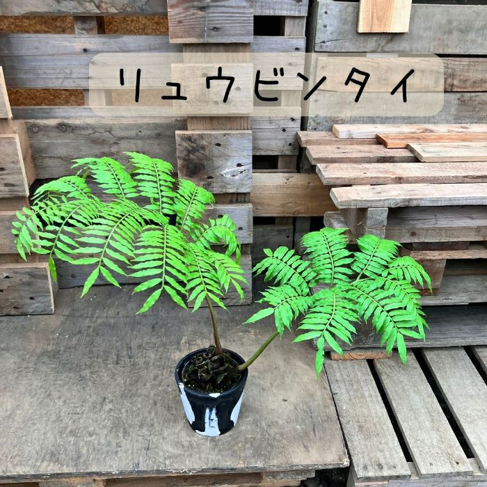 観葉植物現品販売