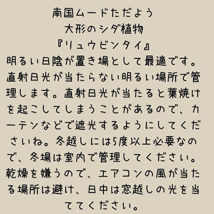 観葉植物現品販売