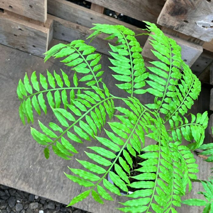 観葉植物現品販売