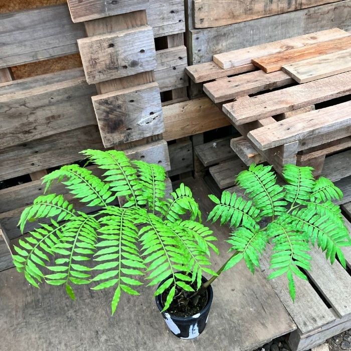 観葉植物現品販売