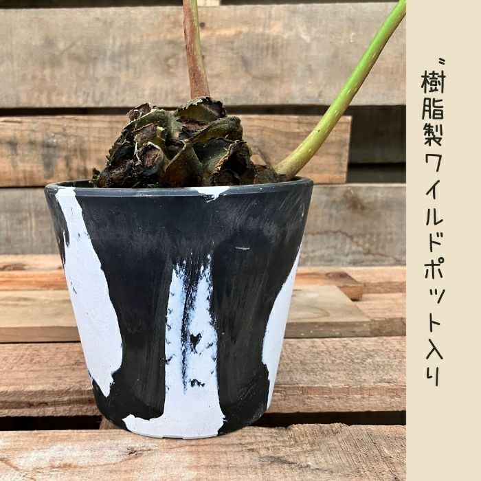 観葉植物現品販売