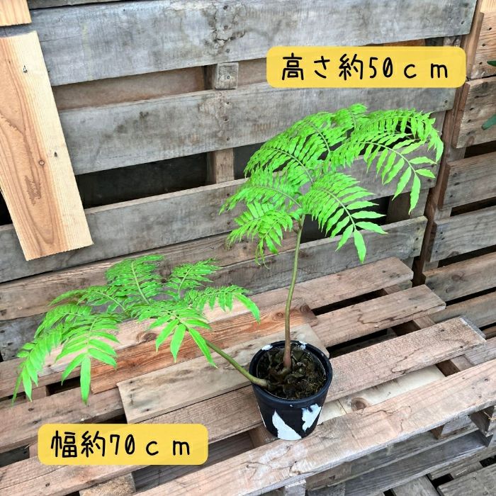 観葉植物現品販売