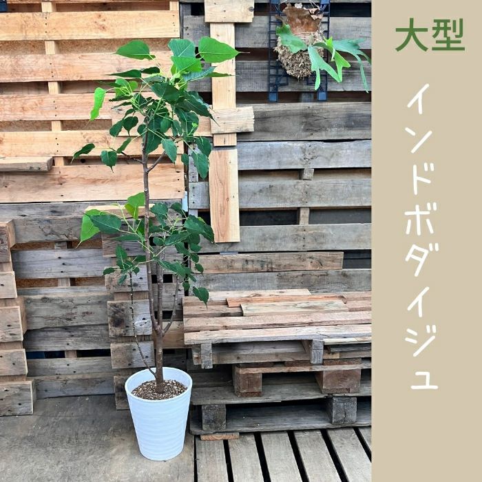 観葉植物現品販売