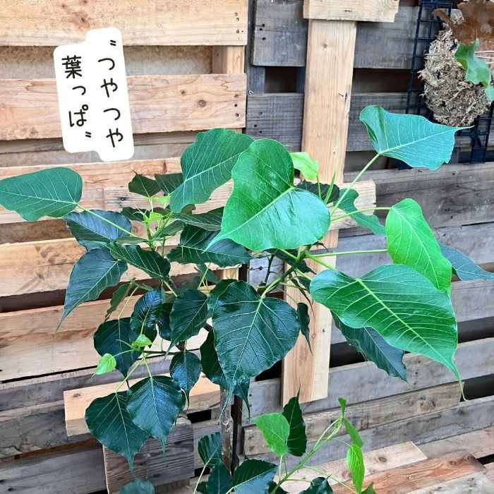 観葉植物現品販売