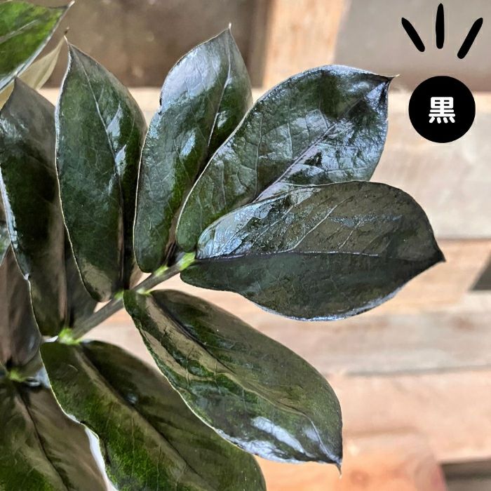 観葉植物現品販売