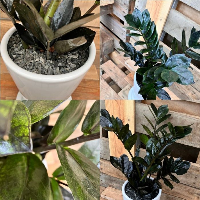 観葉植物現品販売