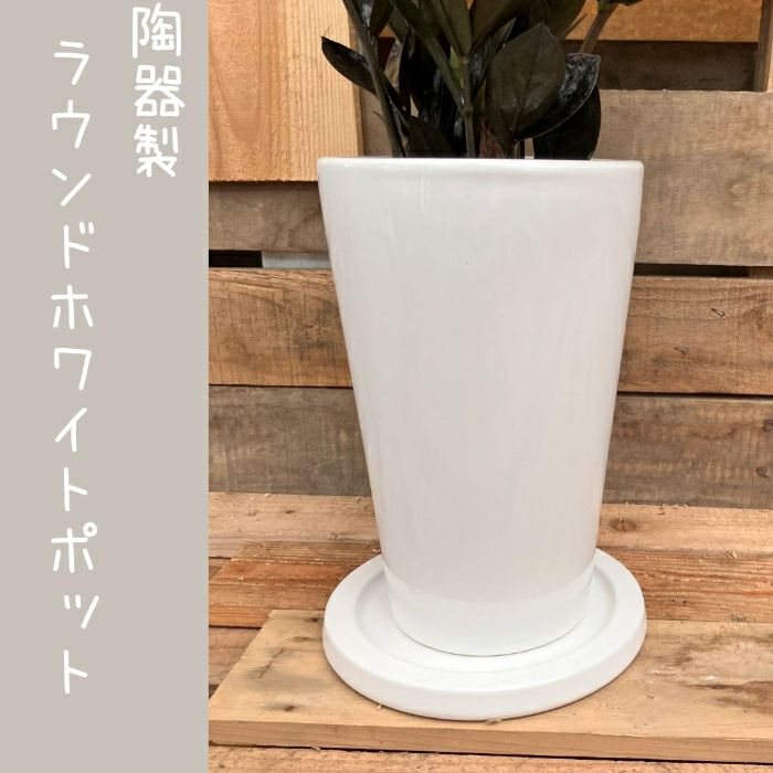 観葉植物現品販売