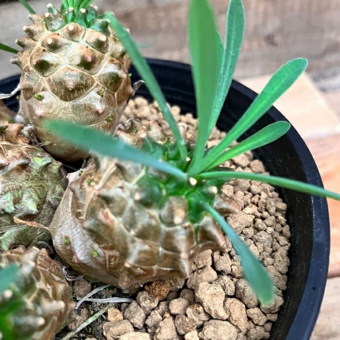 観葉植物現品販売