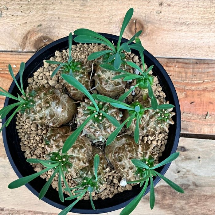 観葉植物現品販売