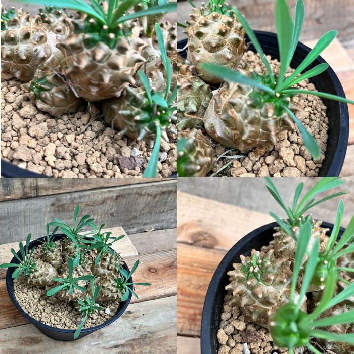 観葉植物現品販売