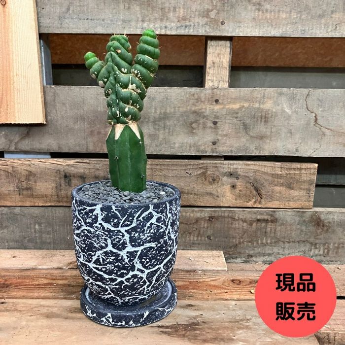 観葉植物現品販売