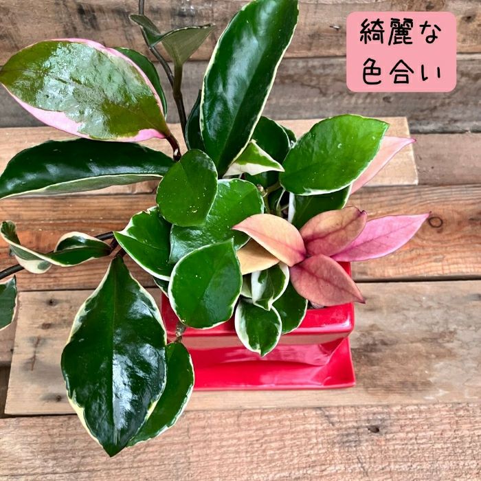 観葉植物現品販売