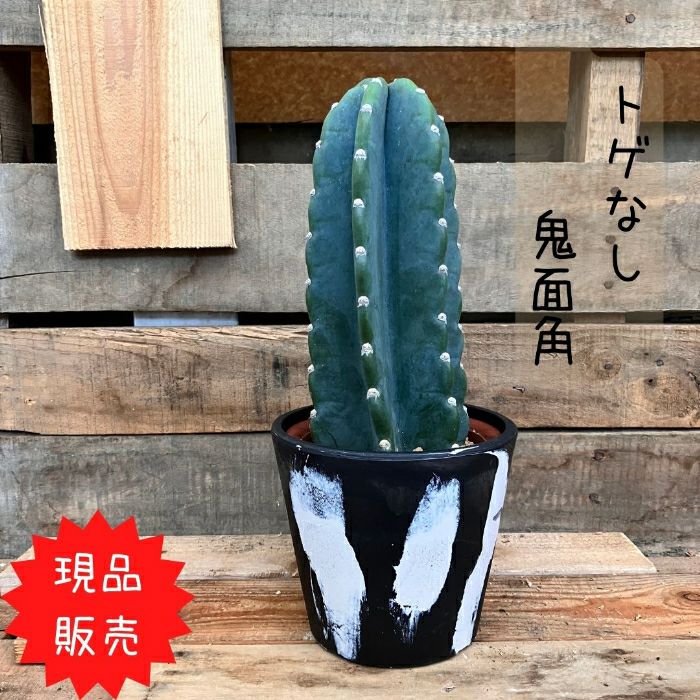 観葉植物現品販売
