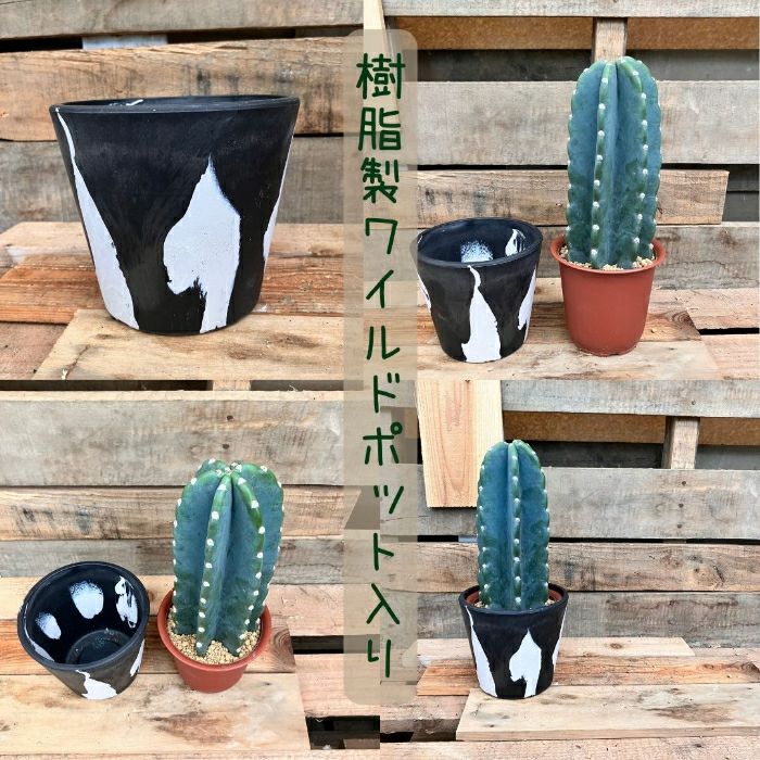 観葉植物現品販売