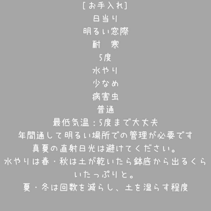 観葉植物現品販売