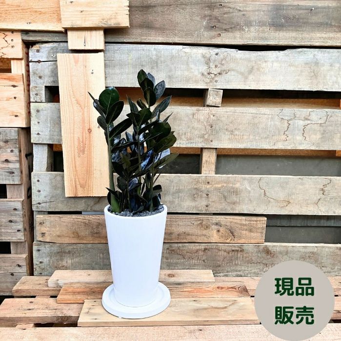 観葉植物現品販売