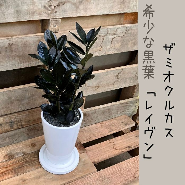 観葉植物現品販売