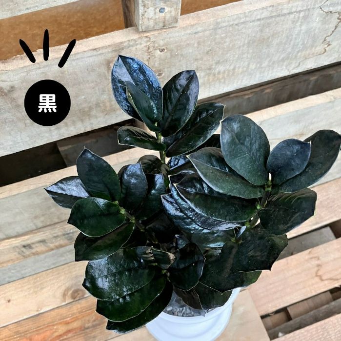 観葉植物現品販売