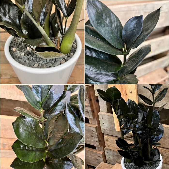 観葉植物現品販売