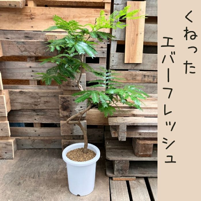 観葉植物現品販売
