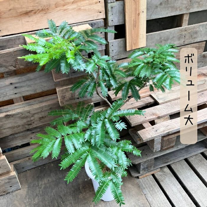観葉植物現品販売
