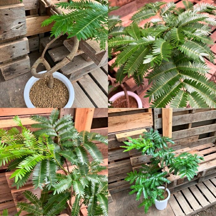 観葉植物現品販売