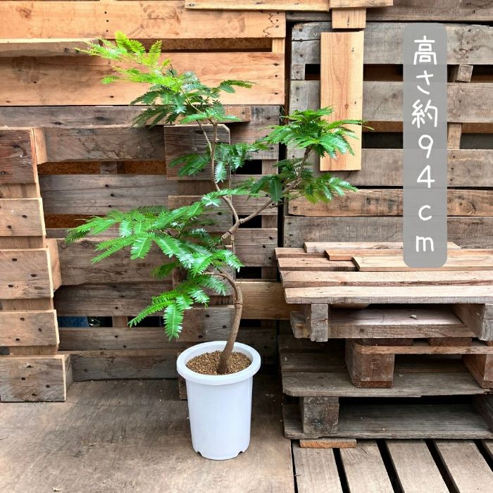 観葉植物現品販売