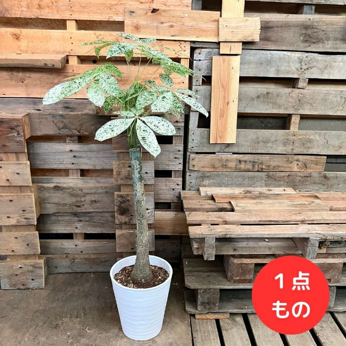 観葉植物 【現品】激レア 斑入りパキラ ミルキーウェイ 新品