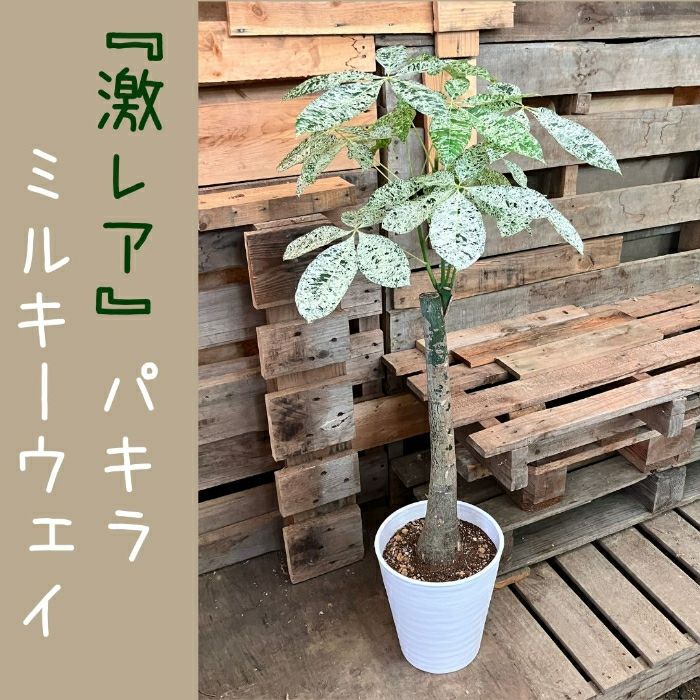 観葉植物現品販売