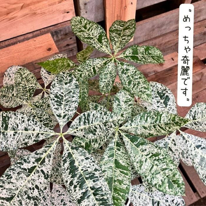 観葉植物現品販売